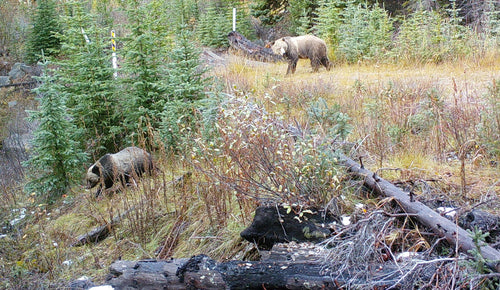 Stein-Nahatlatch Grizzly Bear Project