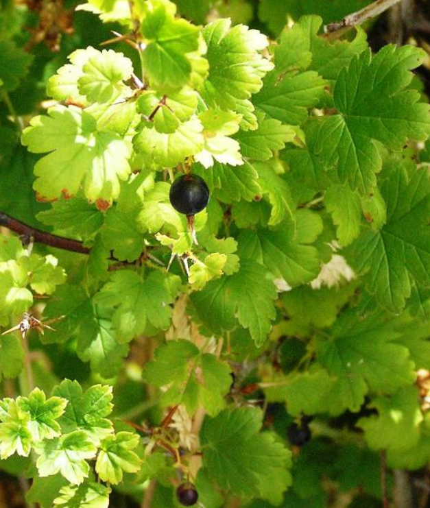 Straggli Straggly Goose Berry — Splitrock Environmental