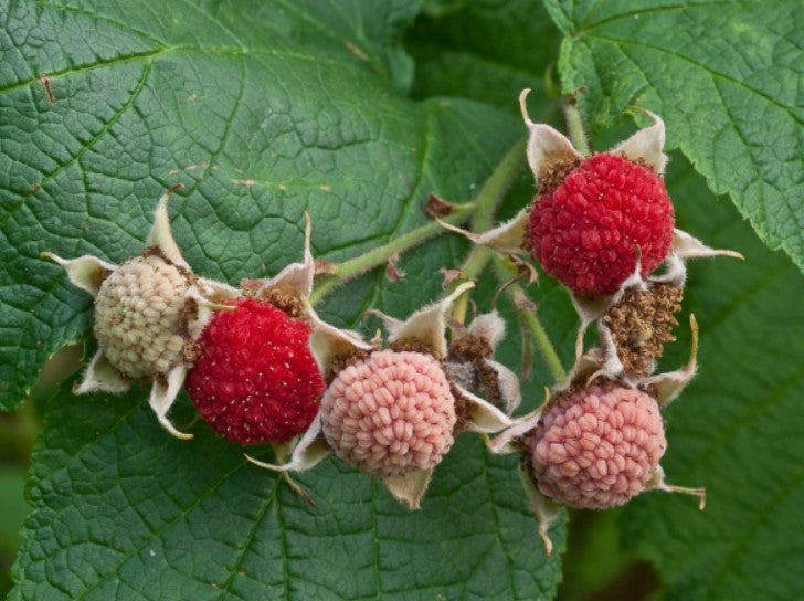 Thimble Berry — Splitrock Environmental