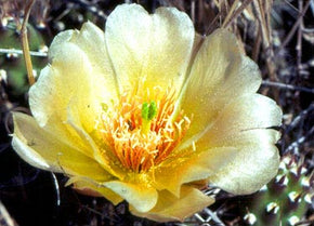 brittle prickly pear cactus for sale Prickly Pear Cactus, Brittle (skez'k) — Splitrock Environmental