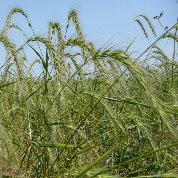 Elymus Canadensis Canada Wild Rye Grounded