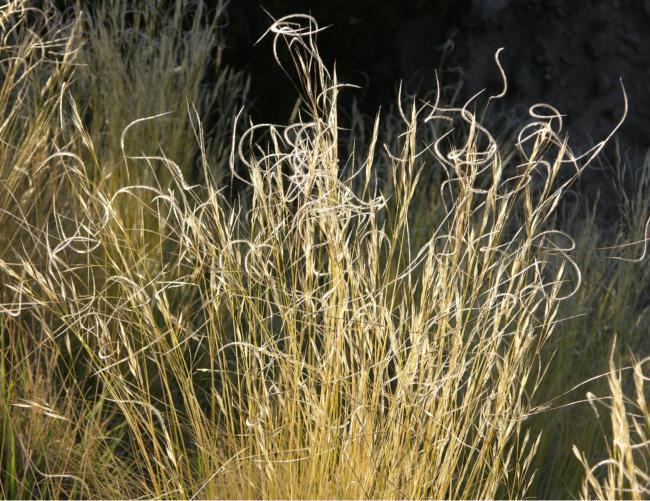 Needle And Thread Grass Splitrock Environmental Needle and thread grass splitrock environmental