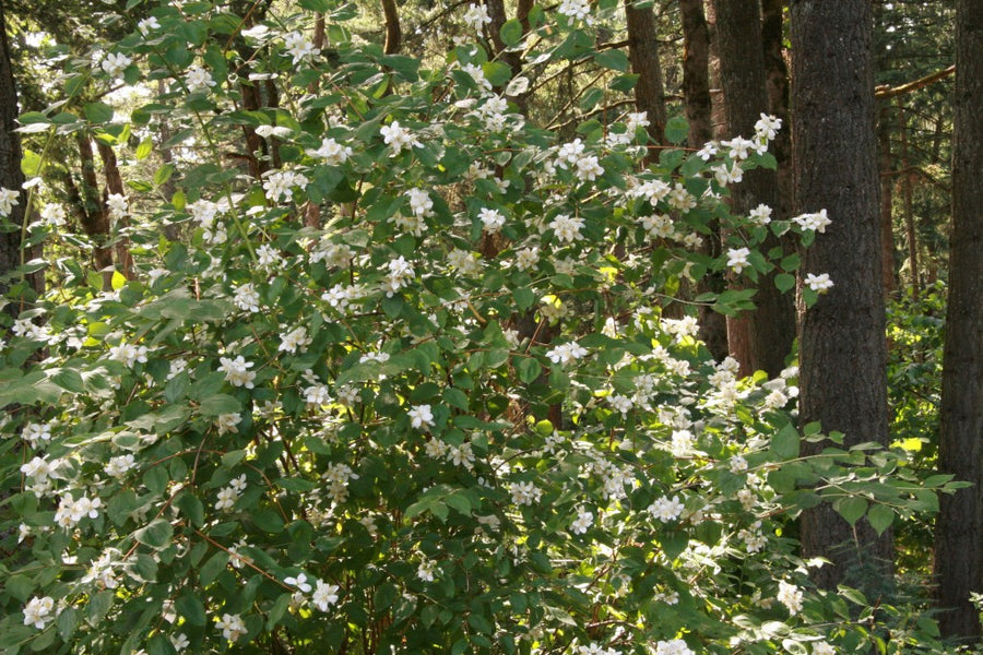 Mock-Orange (wáxwaz') — Splitrock Environmental