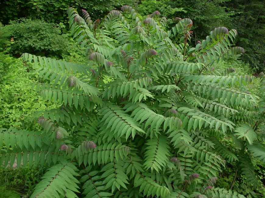 Smooth Sumac (nekw’tsamúm’l) — Splitrock Environmental